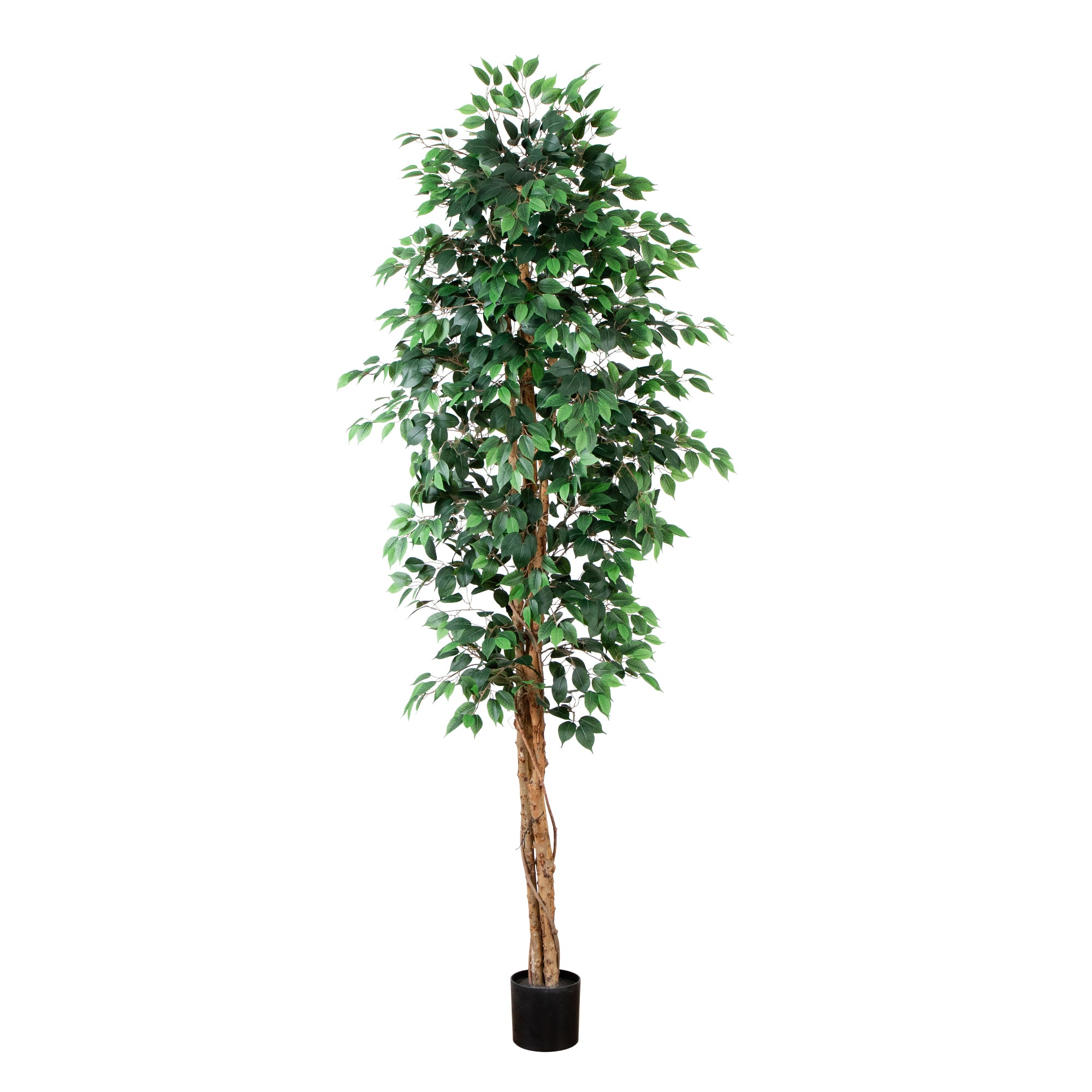 9ft. Potted Ficus Tree